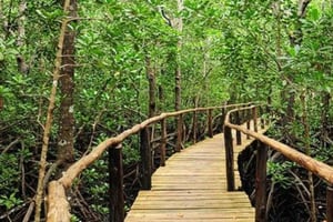 The Rock, Jozani-Wald, Kuza-Höhle und Paje-Strand