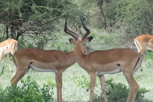 Safari partilhado de dois dias a Tarangire e à cratera de Ngorongoro