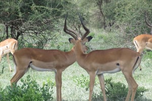 Safari partilhado de dois dias a Tarangire e à cratera de Ngorongoro