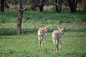 Indimenticabile gita di 1 giorno a Mikumi da Zanzibar