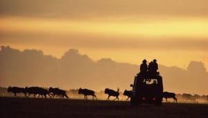 Wildroot Safaris and Adventures