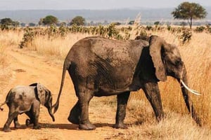 Sansibar: 2-tägige Mikumi National Park Safari mit Flügen