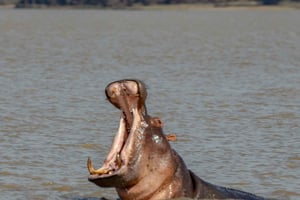 Zanzibar: 2-dagers safari i Nyerere nasjonalpark med ferge