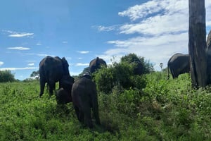 Zanzibar: 2-dages Serengeti-safaritur med fly