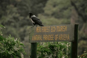 Zanzíbar: safari de 3 días a Tarangire, Ngorongoro y Arusha