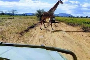 ZANZIBAR: 3 dni i 2 noce na safari w Mikumi z dojazdem promem i SGR