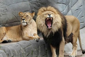 Zanzibar: 3-dagars privat Mikumi Wildlife Safari Tour