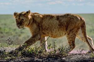 Zanzibar: 4-Day Safari Trip to Stunning Lake Natron