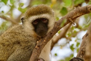 ザンジバル：4日間のタランギレ、セレンゲティ、ンゴロンゴロサファリ