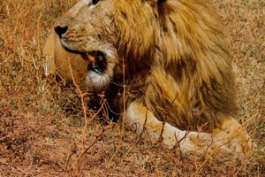 Zanzibar: 5-daagse Serengeti- en Ngorongoro-safari met vluchten