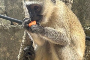 Zanzibar: Acquario Baraka Tartarughe marine e Nungwi Kilosa Zoo