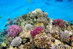 ZANZIBAR: SNORKLING PÅ ÖN BAWE