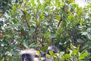 Zanzibar: Butterfly Center, Foresta di Jozani e spiaggia di Mtende