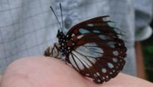 Zanzibar Butterfly Centre