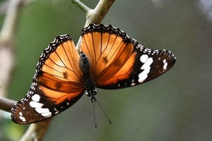 Zanzibar: Butterfly Garden & Spice Farm with Hotel Transferr