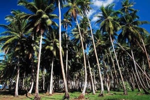 Zanzibar: wycieczka po plantacji kokosów z degustacją