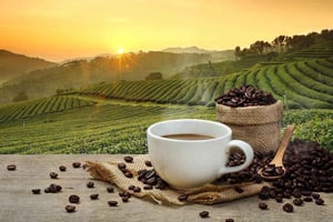 Zanzibar: visita a plantação de café e chá com degustações