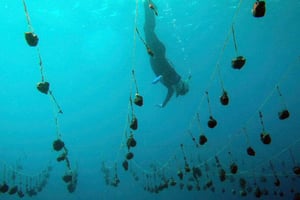 Zanzibar: Delfiner och snorklingsparadiset Mnemba Atoll