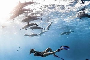 Zanzibar: Privat tur med delfiner