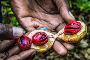Zanzibar: Opplev en privat omvisning på en kryddergård med guide.