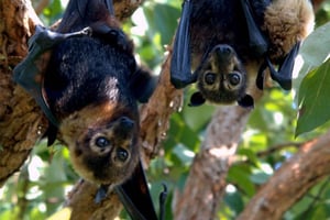 ザ・ロック、ジョザニ森林公園、クザ洞窟、パジェビーチ