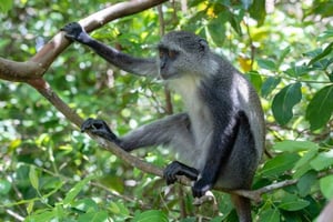 Zanzibar : explorez le parc national de Jozani Chwaka Bay et sa faune