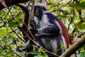 Zanzibar: Ontdek Jozani & kookles met kruidentour