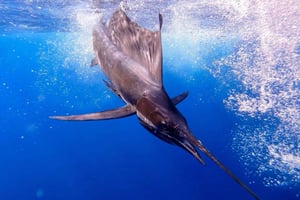 Fiskeeventyr på Zanzibar