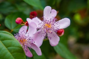 ZANZIBAR: Salaam Cave Zwemmen met zeeschildpadden bij Kizimkazi