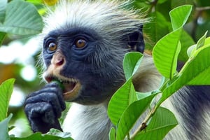 Zanzibar heldag Jozani-skov + krydderifarm og stenby