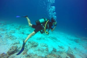 Zanzibar : aventure de plongée sous-marine d'une journée complète avec transferts