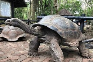 Zanzibar: Jätte landsköldpaddor och Salaam Cave Sea Turtle Tour