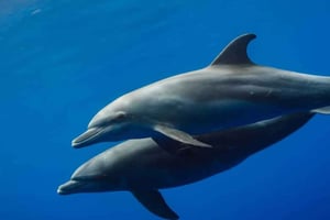 ZANZIBAR : Hakuna matata, nage avec les dauphins et plongée avec tuba (option déjeuner)