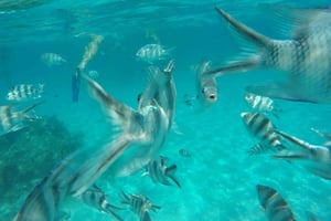 Zanzibar halfdaagse tour Blue Lagoon snorkelen, blauw avontuur