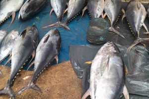 Занзибар: групповой тур по скрытым улочкам Стоун-Тауна