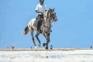 Zanzibar: Ratsastusta rannalla