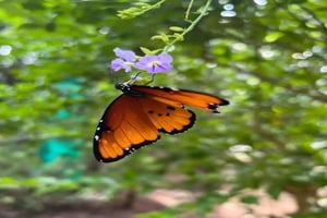 Zanzibar: Jozani-skogen och fjärilsdagstur