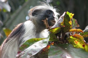 Zanzibar: Jozani-skoven og Rock Restaurant-tur