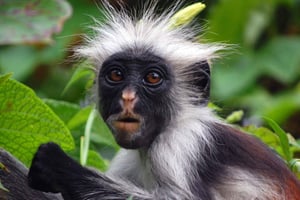 ザンジバル：ジョザニの森とサラーム洞窟のカメ保護区をご覧ください