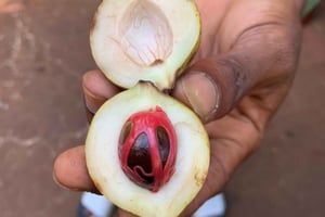 ザンジバル：ジョザニ森林とスパイス農場専門ツアー