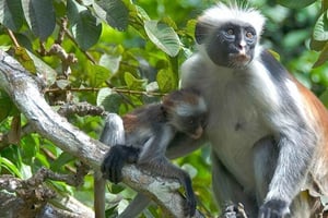 Zanzibar: Jozani-skoven og krydderifarmtur med transport