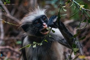 Zanzíbar: Excursión a la Selva de Jozani y Restaurante The Rock