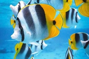 Zanzibar: Jozani Forest, Blue Lagoon & Kuza Cave Tour