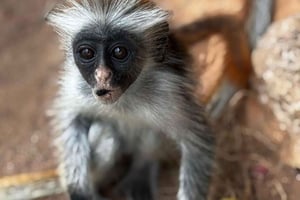 Zanzibar: Jozani-metsä, perhoset, Kuza-luola ja Paje-ranta