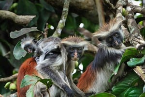 ザンジバル：ジョザニの森、プリズン島、スパイス農園ツアーをご覧ください