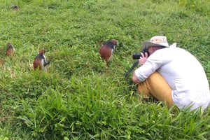 Zanzibar: Tour particular à Floresta Jozani e aos macacos colobos vermelhos