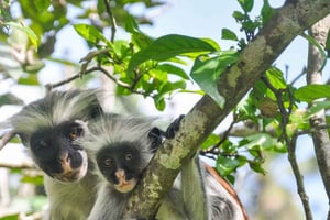 Zanzibar: Jozani-skoven, Salaam-grotten og Rock Restaurant