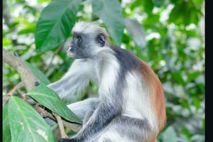 Zanzibar: Jozani Forest, Salaam-grot en Mtende Beach-tour