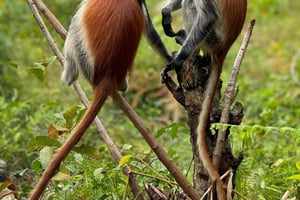 ザンジバル：ジョザニの森、サラーム＆マールム洞窟とサンセット