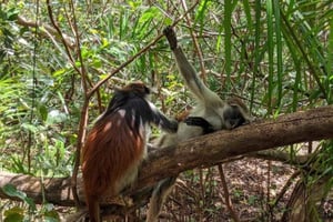 Zanzibar: Floresta de Jozani, Santuário Marinho de tartarugas e Cidade de Pedra